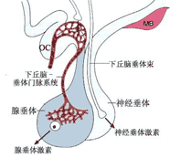 内分泌失调